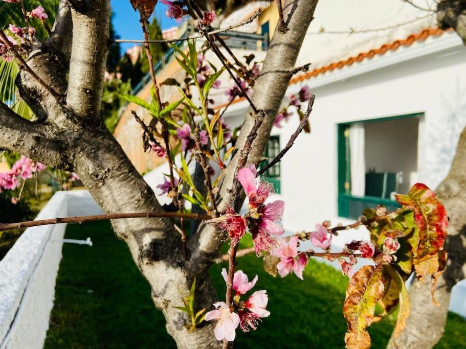 Vivienda Vacacional Con Vistas. Daire El El Sauzal Dış mekan fotoğraf